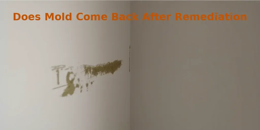 Does Mold Come Back After Remediation?
