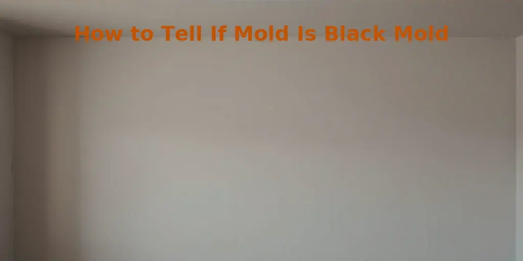 How to Tell If Mold Is Black Mold
